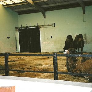 Inside the Camel (formerly Elephant) House, 2nd December 2000