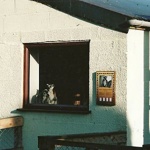 Lemur House, 2nd December 2000