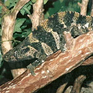 My favourite species in the Reptile House, 16th December 2000