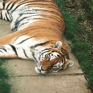 Siberian Tiger, 16th December 2000