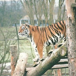 Siberian Tiger, 16th December 2000