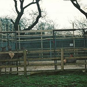 Temporary Wapiti yard, 16th December 2000
