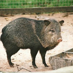 Collared Peccary, 16th December 2000