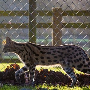 Serval : Africa Alive! : 02 Jan 2015