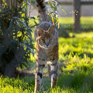 Serval : Africa Alive! : 02 Jan 2015