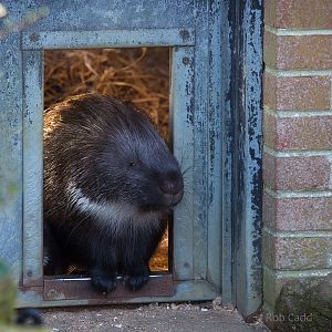 Cape porcupine : Africa Alive! : 02 Jan 2015