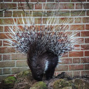 Cape porcupine : Africa Alive! : 02 Jan 2015