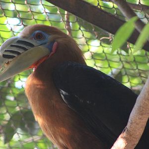 male Rufous-necked Hornbill Aceros nipalensis)