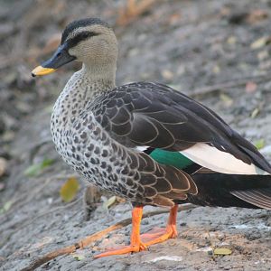 Burmese Spot-billed Duck (Anas poecilorhyncha haringtoni)