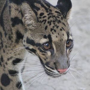 Clouded Leopard (Neofelis nebulosa)