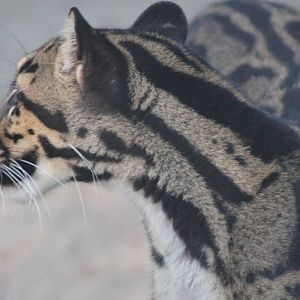 Clouded Leopard (Neofelis nebulosa)