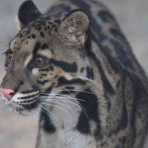 Clouded Leopard (Neofelis nebulosa)