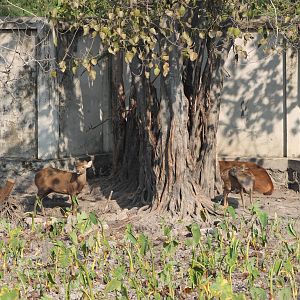 Hog Deer (Axis porcinus)