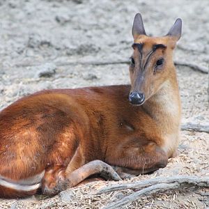 Common Muntjac (Muntiacus muntjak)
