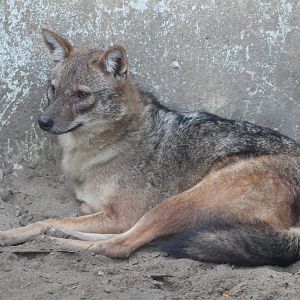 Golden Jackal (Canis aureus)