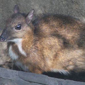 Lesser Mouse Deer (Tragulus kanchil)