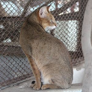 Jungle Cat (Felis chaus)