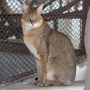 Jungle Cat (Felis chaus)