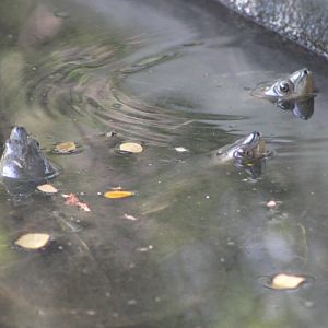 Burmese Roofed Turtles (Batagur trivitatta)