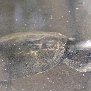 Burmese Roofed Turtles (Batagur trivitatta)