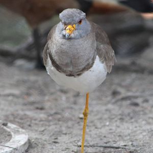 Grey-headed Lapwing (Vanellus cinereus)