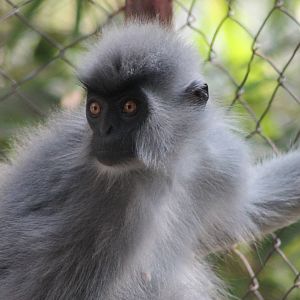 Shortridge's Langur (Trachypithecus shortridgei)