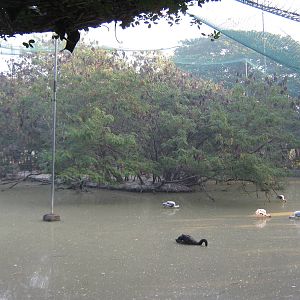 waterbird aviary interior