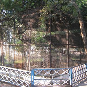 aviary for Himalayan Griffon Vultures (Gyps himalayensis)