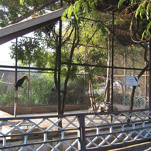 aviary for Rufous-necked Hornbills (Aceros nipalensis)