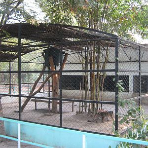 cage for Clouded Leopard (Neofelis nebulosa)
