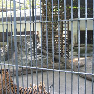tiger cages