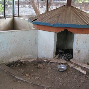 pen for Asian Crested Porcupines (Hystrix brachyura)