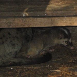 Common Palm Civet and Burmese Ferret Badger