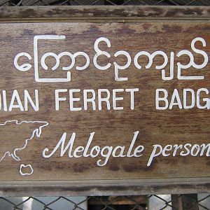 signage for Burmese Ferret Badger