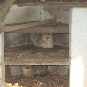 Jungle Cats (Felis chaus)