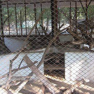 cage for Jungle Cats (Felis chaus)