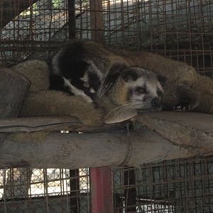 Masked Palm Civets (Paguma larvata)