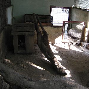 cage for Leopard Cat (Prionailurus bengalensis)