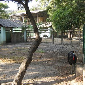 enclosure for Common Cassowaries