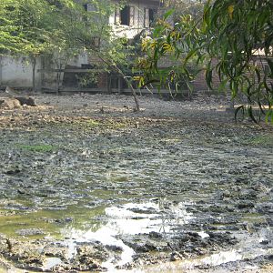 enclosure for Wild Pigs