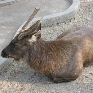 Sambar (Cervus unicolor)