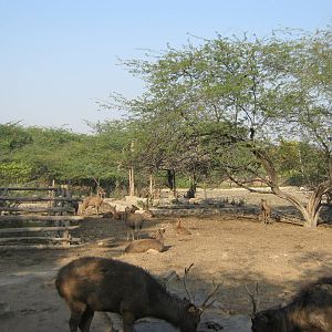 enclosure for Sambar (Cervus unicolor)