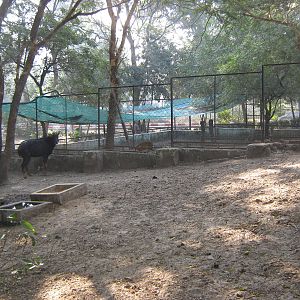 enclosure for Serow (Capricornis milneedwardsii)