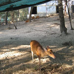 enclosure for Common Muntjac (Muntiacus muntjak)