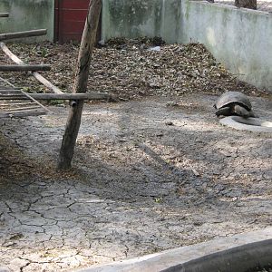 enclosure for Burmese Brown Tortoises (Manouria emys phayrei)