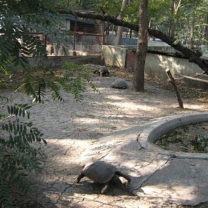 enclosure for Burmese Brown Tortoises (Manouria emys phayrei)