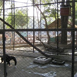 cages for Binturongs (Arctictis binturong)