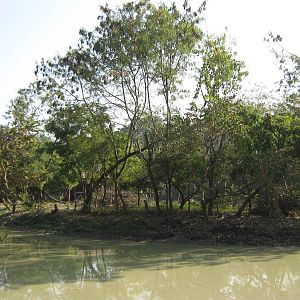 island for Hoolock Gibbons (Hoolock hoolock)