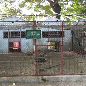 Golden Jackals (Canis aureus)