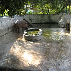 enclosure for Common Hippo